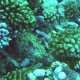 51- Cherchez le poisson pierre ... 